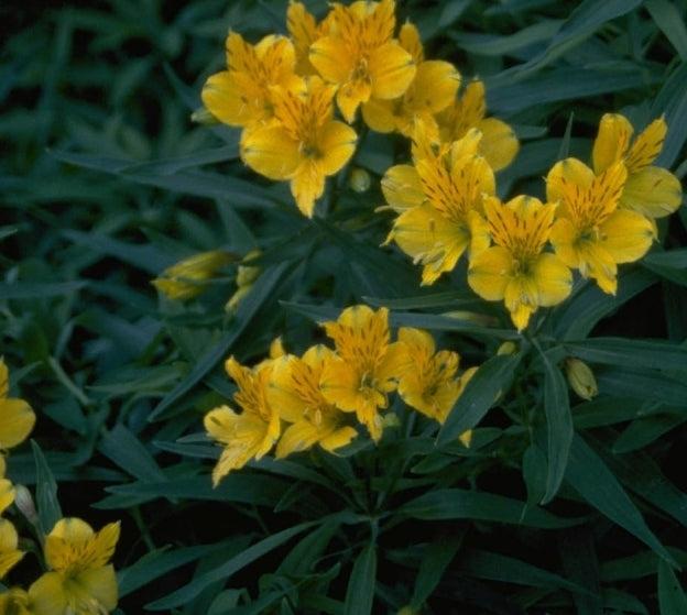 Peruviaanse lelie - Alstroemeria aurea 'Lutea'