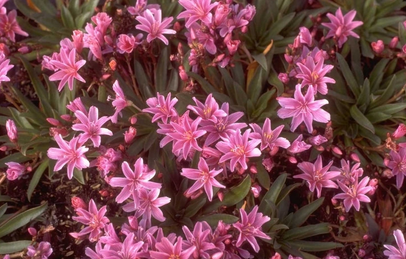 Lewisia 'Little Plum'