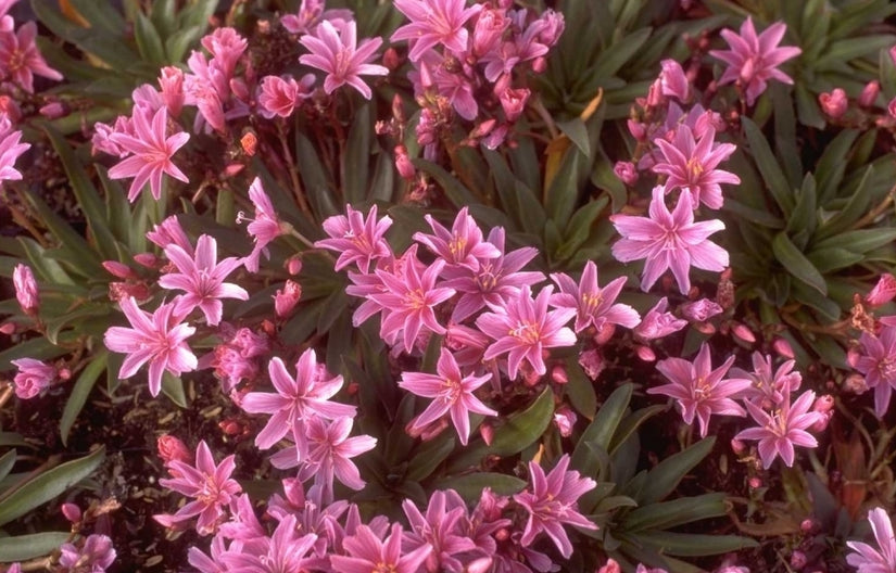 Aster ericoides 'Cinderella'
