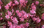 Aster ericoides 'Cinderella'