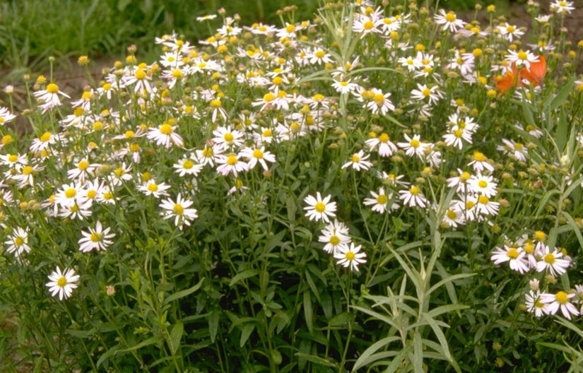 Zomeraster - Kalimeris incisa 'Alba'