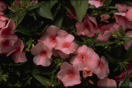 Flox - Phlox 'Palona Light Salmon'