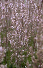 Kattenkruid - Nepeta nuda 'Anne's Choice'