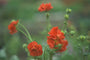 Nagelkruid - Geum chiloense 'Mrs Bradshaw'