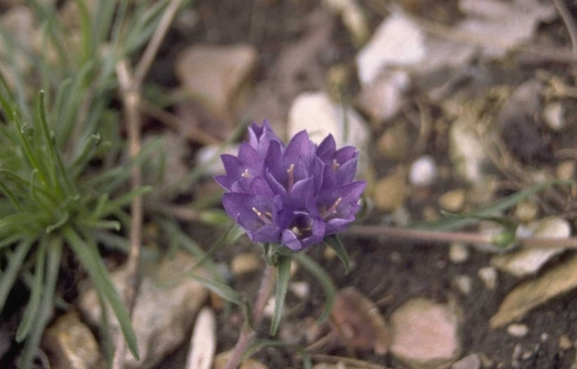 Edraianthus graminifolius