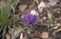 Edraianthus graminifolius