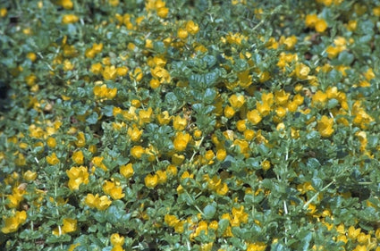 Penningkruid - Lysimachia nummularia