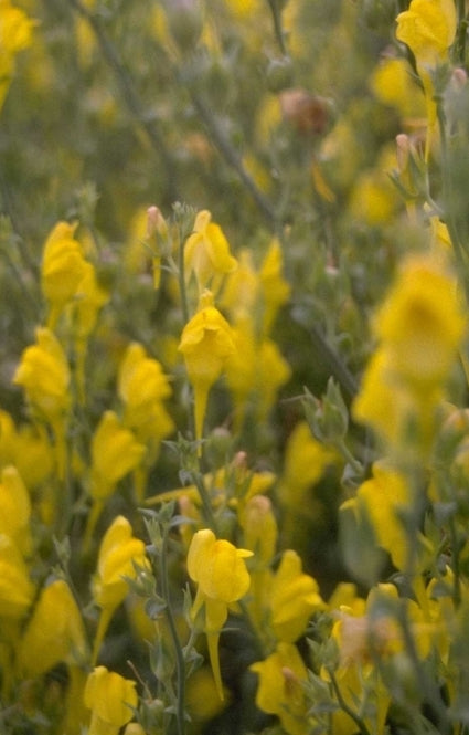 Vlasleeuwenbek - Linaria dalmatica