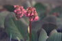 Schoenlappersplant - Bergenia 'Glockenturm'