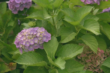 Hortensia - Hydrangea Macrophylla 'Blaumeise'