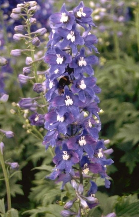 Ridderspoor - Delphinium 'Schildknappe'