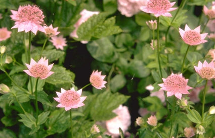 Zeeuws knoopje - Astrantia maxima