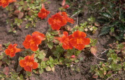 Maskerbloem Mimulus 'Orange Glow'