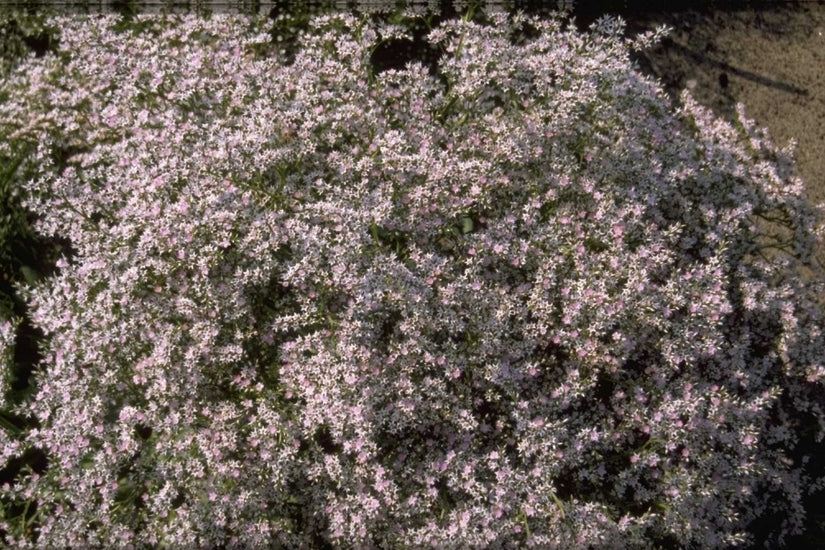 Goniolimon tataricum var. angustifolium