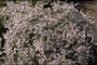 Goniolimon tataricum var. angustifolium