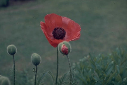 Oosterse klaproos - Papaver orientale 'Goliath'