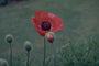 Oosterse klaproos - Papaver orientale 'Goliath'