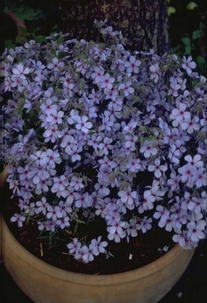 Voorjaarsvlambloem - Phlox divaricata 'Chattahoochee'