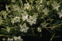 Siertabak - Nicotiana alata 'Lime Green'