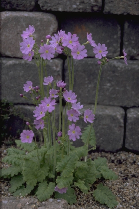 Sleutelbloem - Primula saxatilis