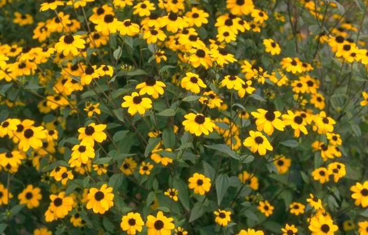 Rudbeckia geel vaste planten borderpakketten