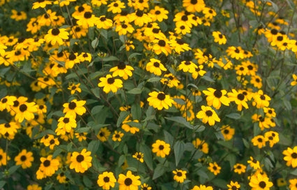Rudbeckia - Rudbeckia Triloba