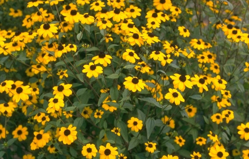 Rudbeckia - Rudbeckia Triloba
