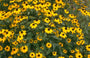 Rudbeckia - Rudbeckia Triloba