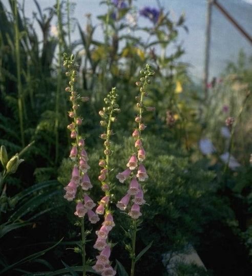 Vingerhoedskruid - Digitalis 'Helen'