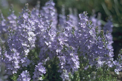 Liggende ereprijs - Veronica prostrata