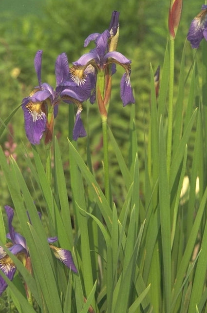 Iris 'Papillon'