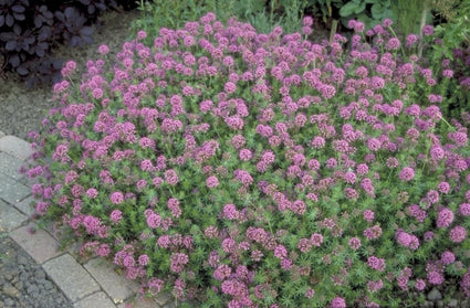 Phuopsis stylosa 'Purpurea'