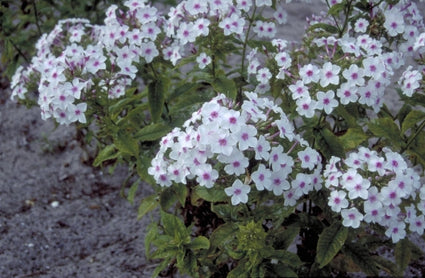 Flox - Phlox 'Darwin's Choice'