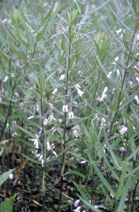 Polygonatum curvistylum