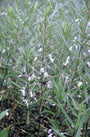 Polygonatum curvistylum