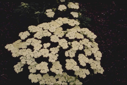 Duizendblad - Achillea nobilis subsp. neilreichii