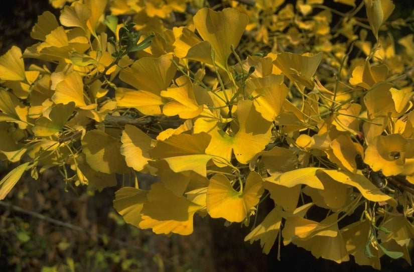 Japanse notenboom - Ginkgo biloba 'Santa Cruz'