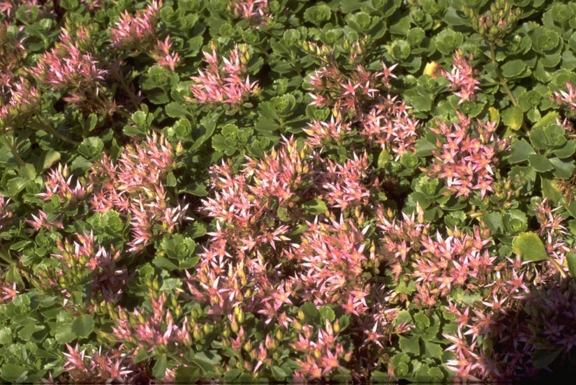 Roze vetkruid - Sedum spurium 'Roseum'