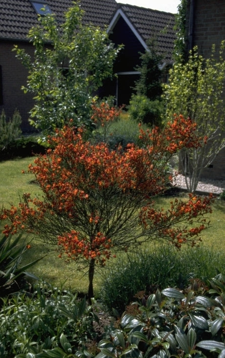 Brem - Cytisus 'Frisia'