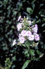 Flox - Phlox 'Natascha'