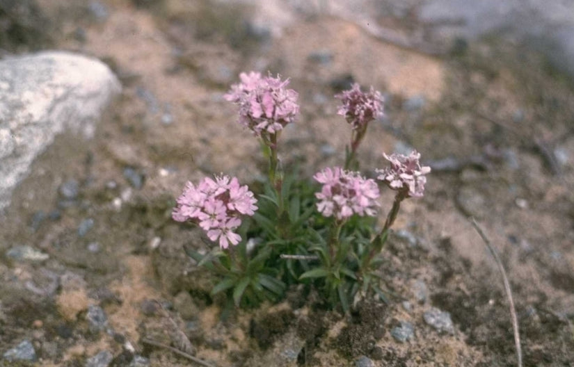 Alpenpekanjer - Lychnis alpina 'Rosea'