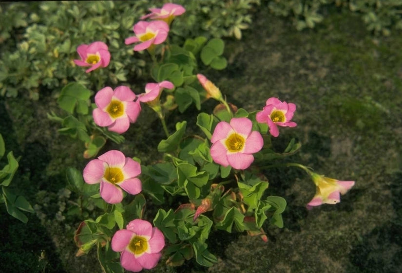 Oxalis depressa