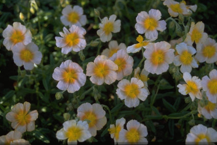 Zonneroosje - Helianthemum 'Salmon Queen'