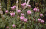 Bergamotplant - Monarda 'Beauty of Cobham'