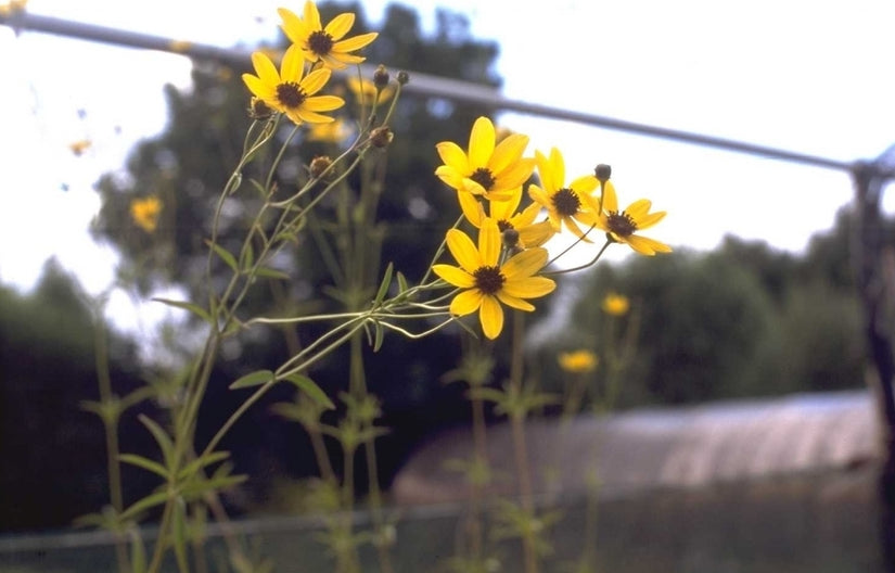 Meisjesogen - Coreopsis Tripteris