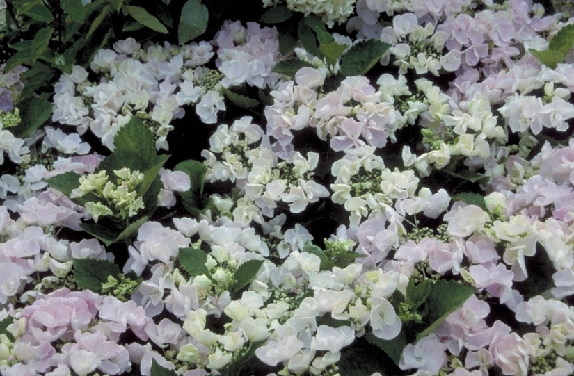 Hortensia - Hydrangea macrophylla 'Hobella'