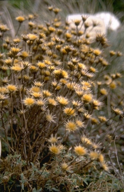 Serratula seoanei