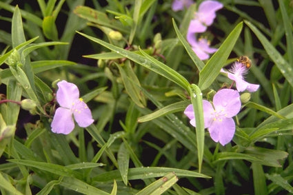 Tradescantia 'J.C. Weguelin'