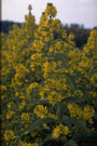 Grote wederik - Lysimachia vulgaris