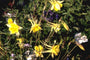 Aquilegia chrysantha 'Yellow Queen'